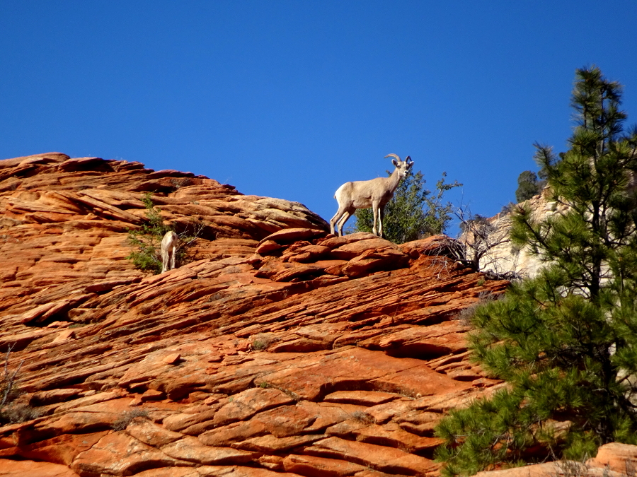 two bighorn sheep seen on the eastern side of Zion national park