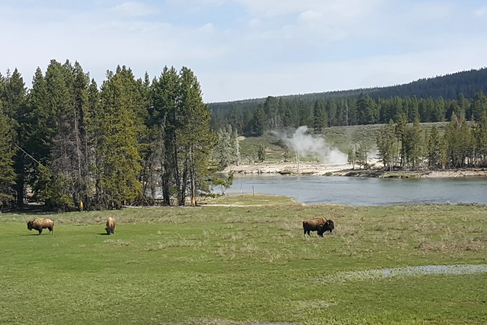 bison herd at Yellowstone