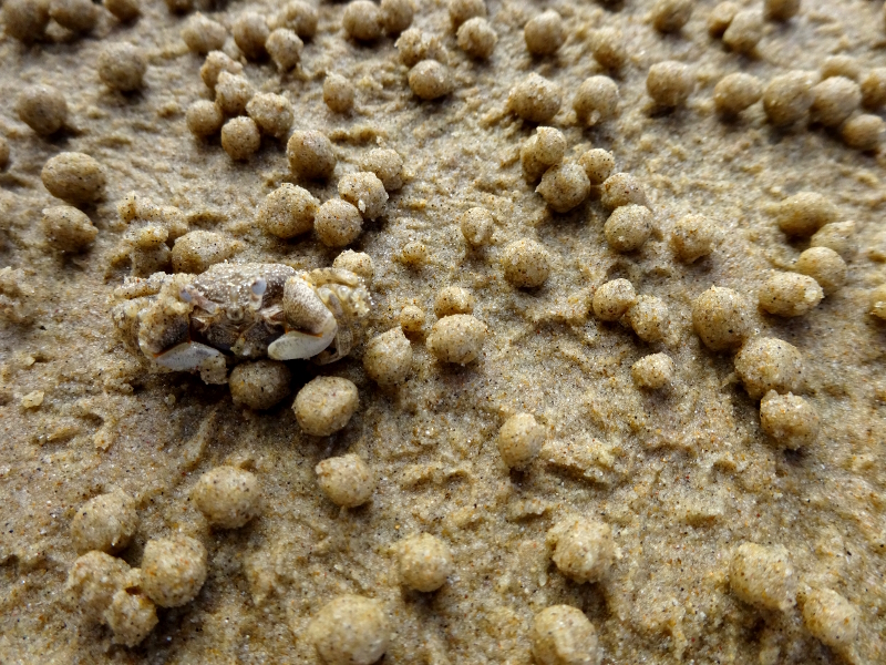 crab hiding in sand balls at Moonee Beach