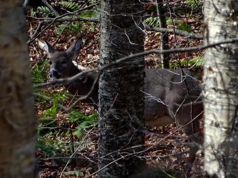 deer laughing in the woods of Dolly Sods