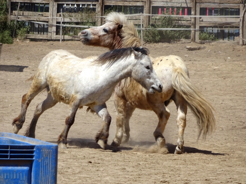 horses playing at Easy Horse Rescue Center Rojales