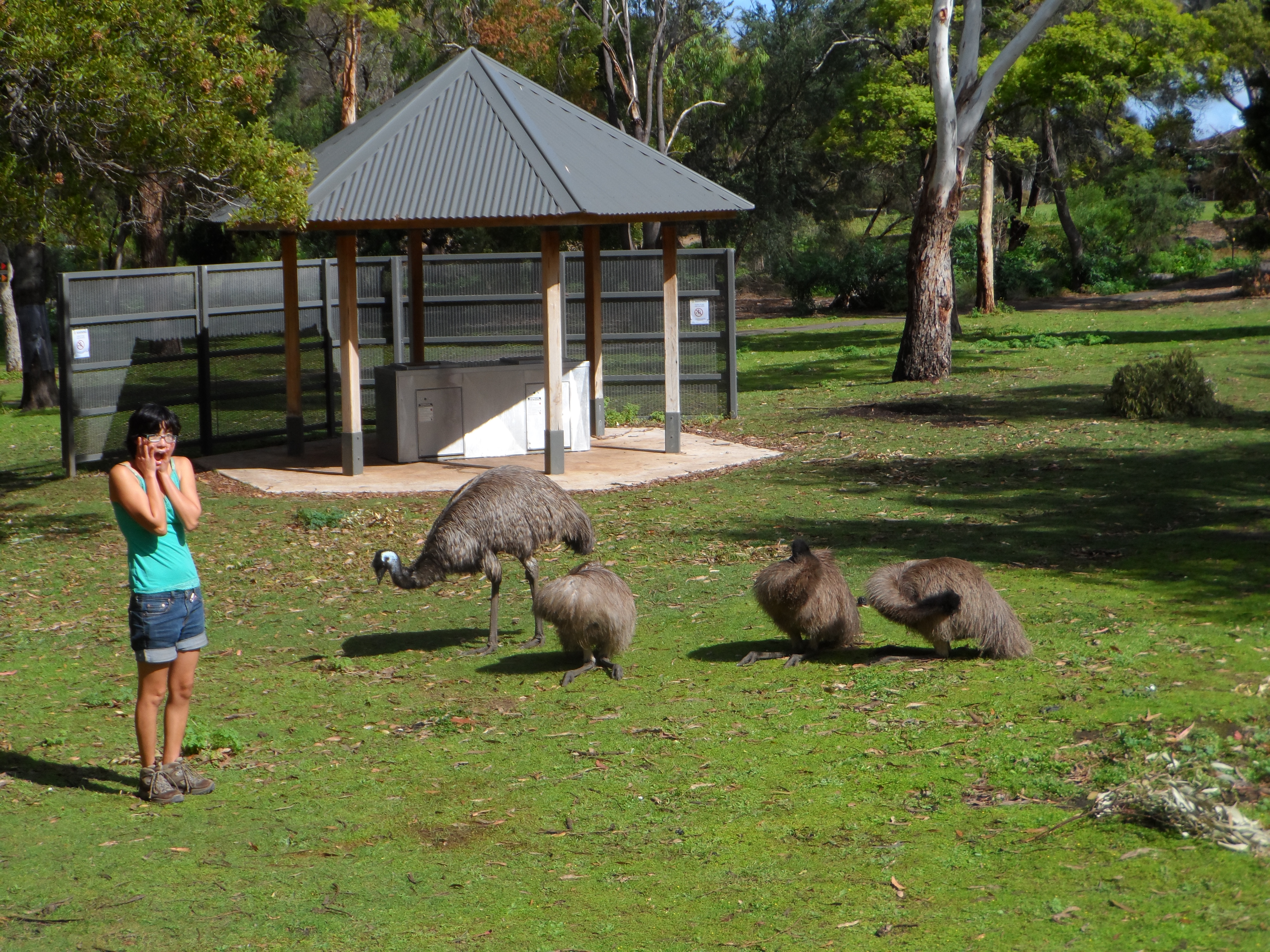 Lifelong Vagabonds posing with emus at Tower Hill Nature Reserve in Victoria