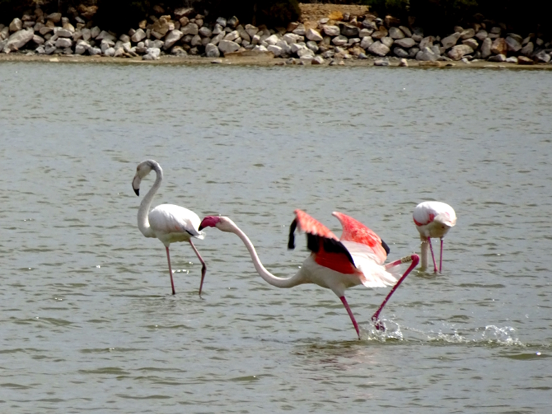 flamingos at La Salina de Santa Pola