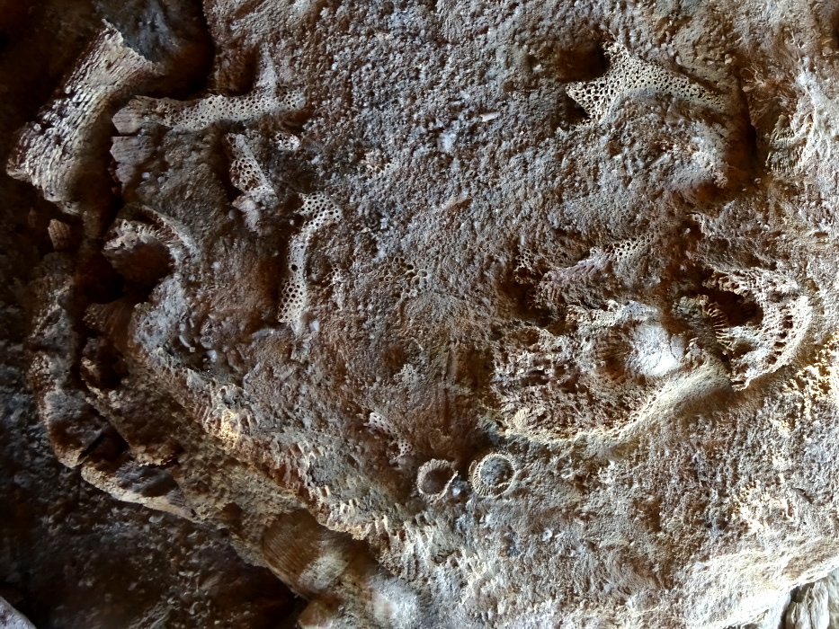 Fossils embedded in the rock at Falls of the Ohio, Indiana