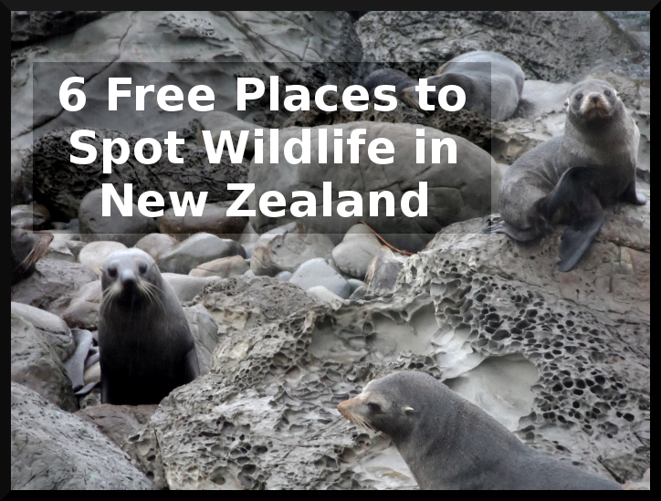 Free Places to Spot Wildlife in New Zealand
