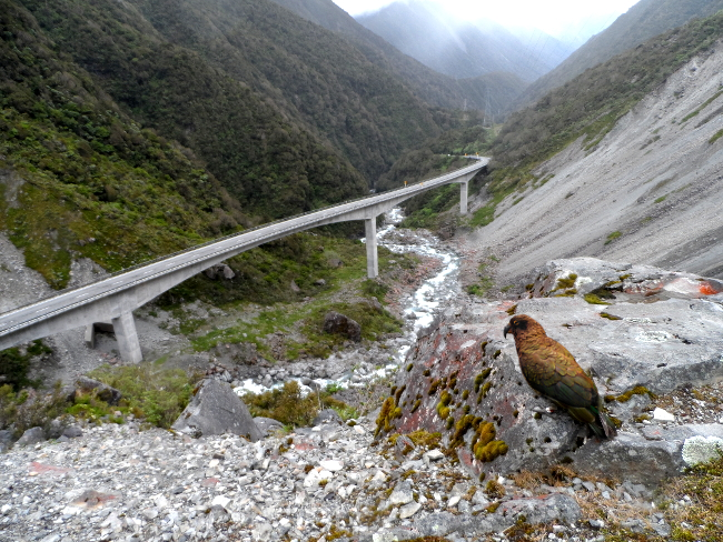 kea sitting at the lookout of Otira Viaduct in Arthur's Pass