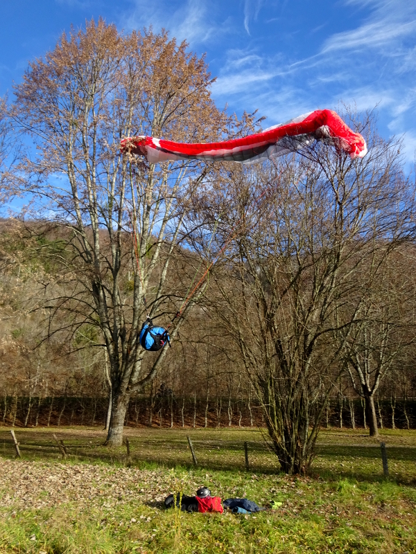 paraglider crashed into a tree