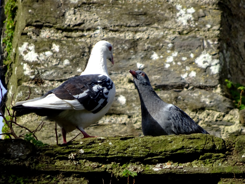 pigeons at Conwy Castle