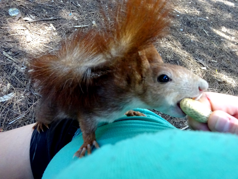 feeding wild squirrels at Reina Sofia Park, Guardarmar Spain