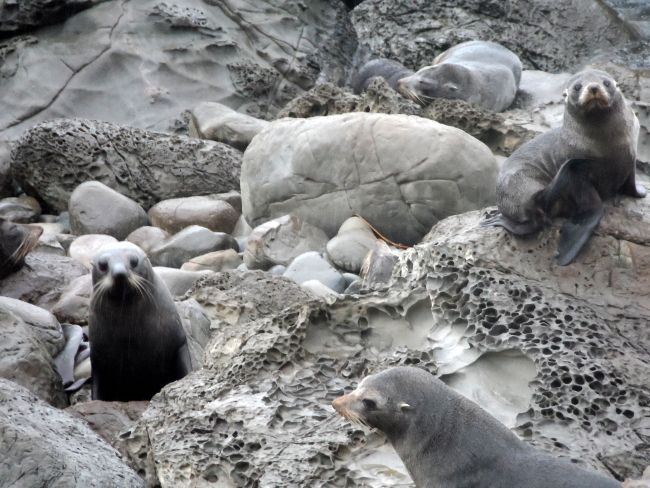 seal pups by the hundreds on Kaikora's coastline