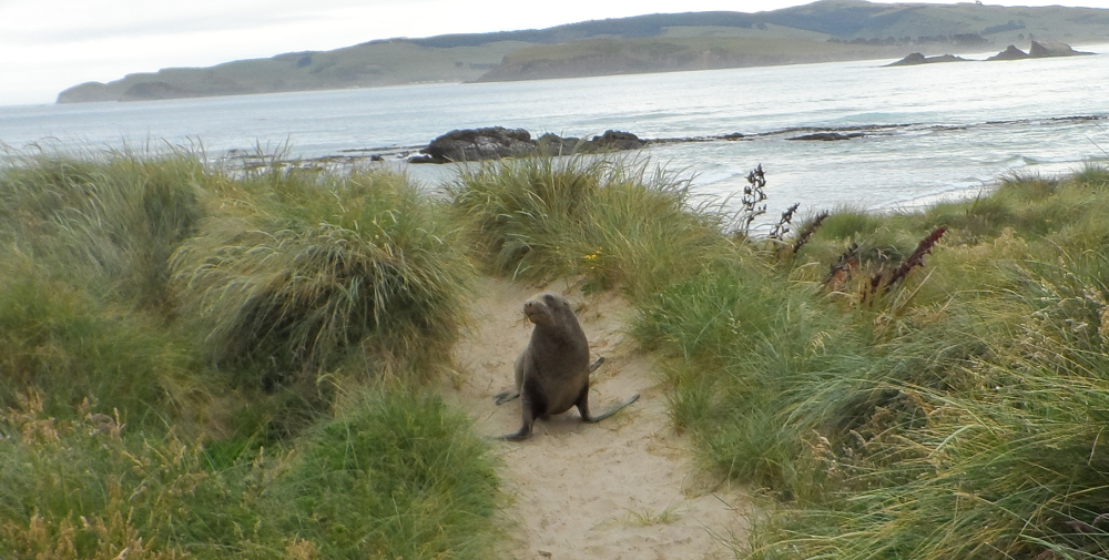 Sealion blocking a path on the sand dunes in Caitlins National Park, New Zealand